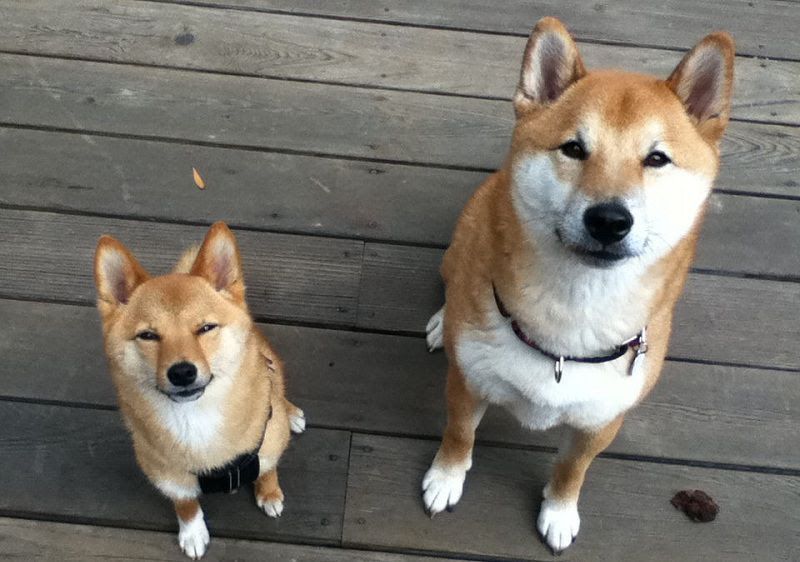 Shiba Inu temperament & characteristics. Japanese Shiba Inu History & Origin