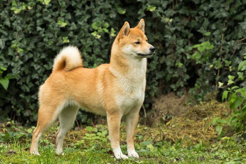 Shiba Inu temperament & characteristics. Japanese Shiba Inu History & Origin