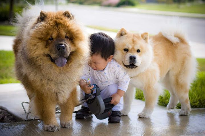 Chow Chow temperament & characteristics. Chow Chow dog breed information