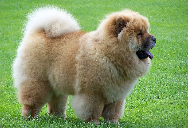 Chow Chow dog price range. How much does a Chow Chow cost?
