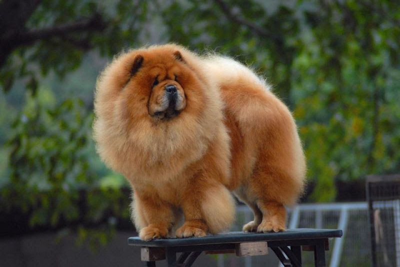 [Images] The Most Beautiful, Cutest, Fluffiest Chow Chow Puppies in the World