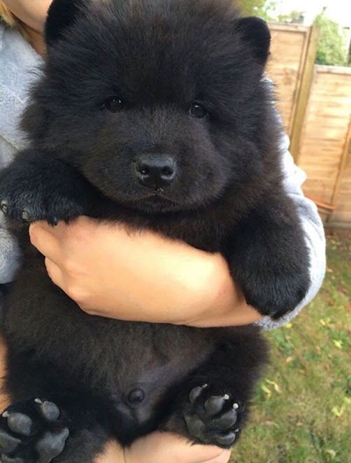 [Photos] The Most Beautiful, Cutest, Fluffiest Chow Chow Puppies Images