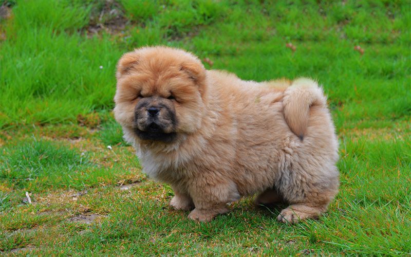 [Photos] The Most Beautiful, Cutest, Fluffiest Chow Chow Puppies Images