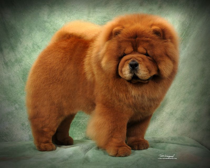 Chow Chow Origin & history - Lion Dog of Tang Empire (China)