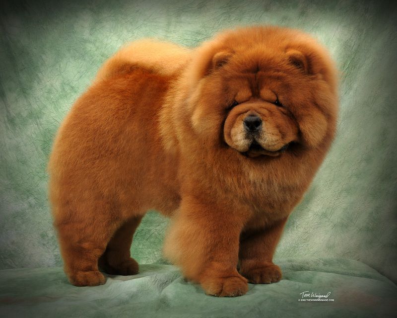 Chow Chow dog price range. How much does a Chow Chow cost?