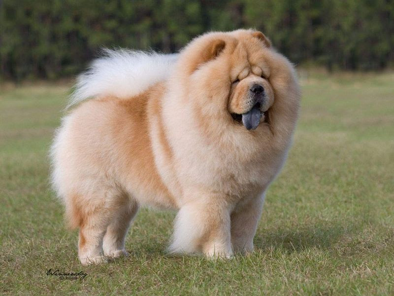 Origin & history of Chow Chow - Lion Dog of Tang Empire (China)