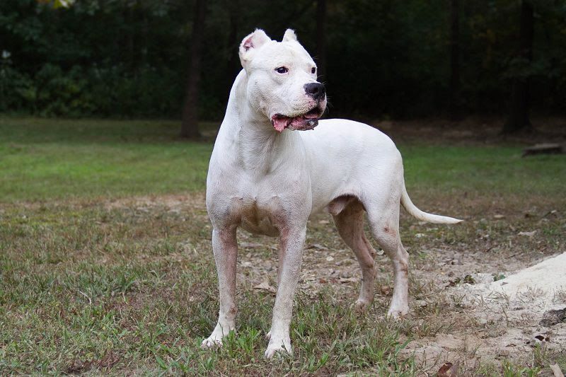 Circle S Kennels - Dogo Breeder in Arkansas. Dogo puppies for sale