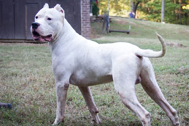 Circle S Kennels - Dogo Breeder in Arkansas. Dogo puppies for sale in Circle S