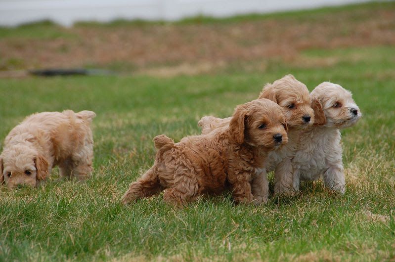 Cockapoo price range. How much does a Cockapoo puppy cost & where to buy?