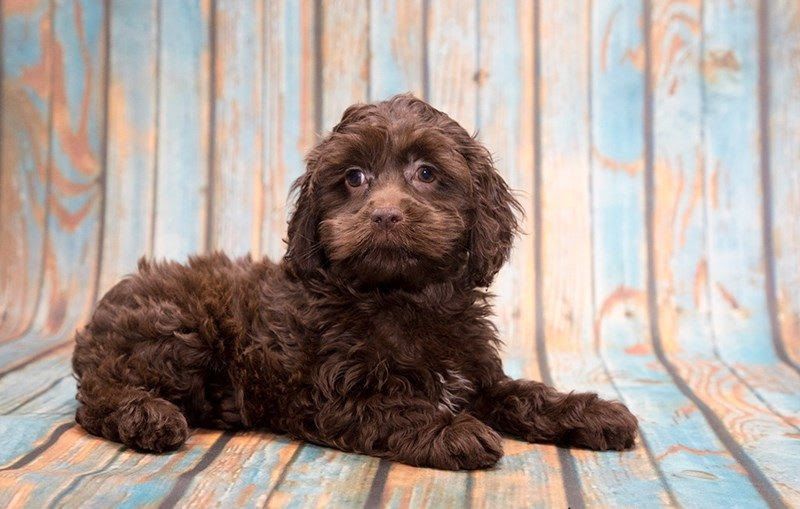 Cockapoo price range. How much does a Cockapoo puppy cost & where to buy?