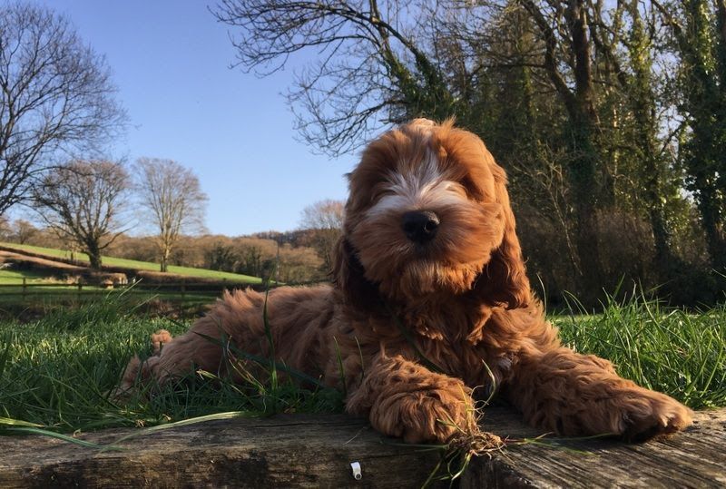 Cockapoo price range. How much does a Cockapoo puppy cost & where to buy?