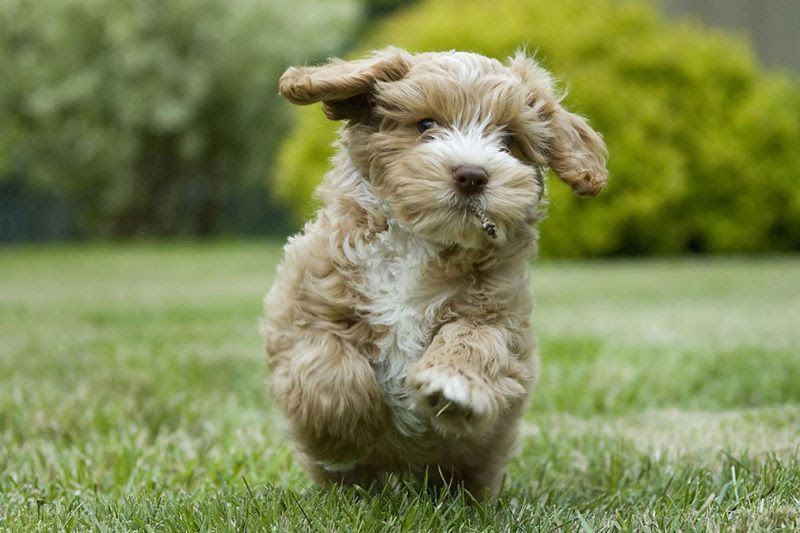 Cockapoo price range. How much does a Cockapoo puppy cost & where to buy?