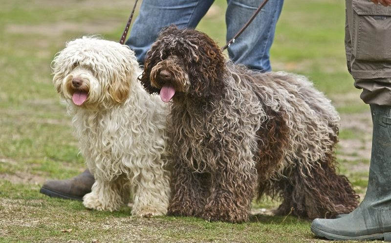 Cockapoo price range. How much does Cockapoo puppy cost & where to buy?