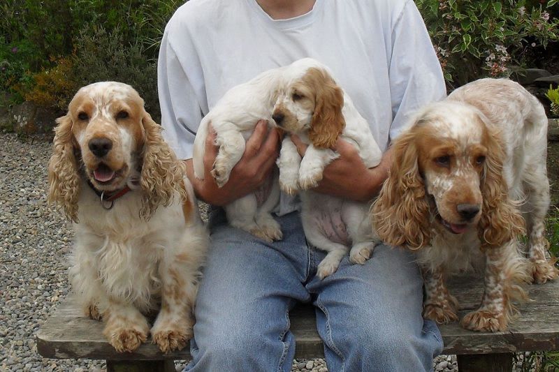 Cocker Spaniel price range. Cocker Spaniel puppies for sale cost?