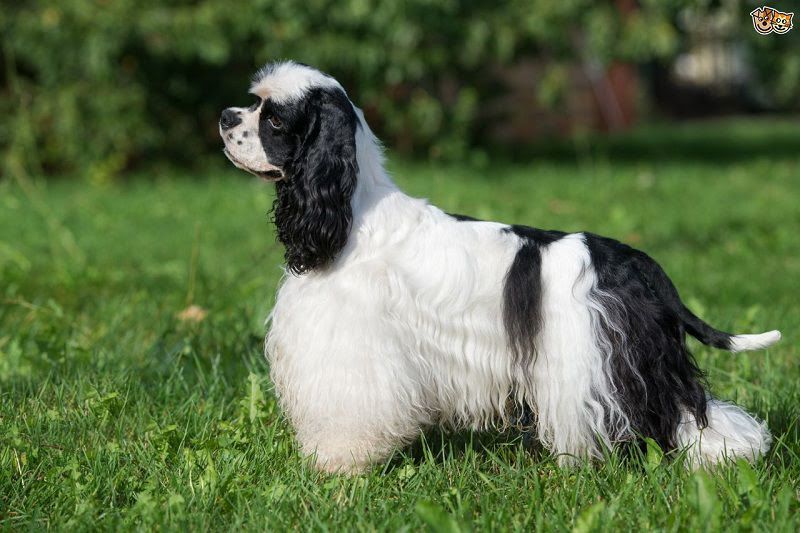 Cocker Spaniel price range. Cocker Spaniel puppies for sale cost?