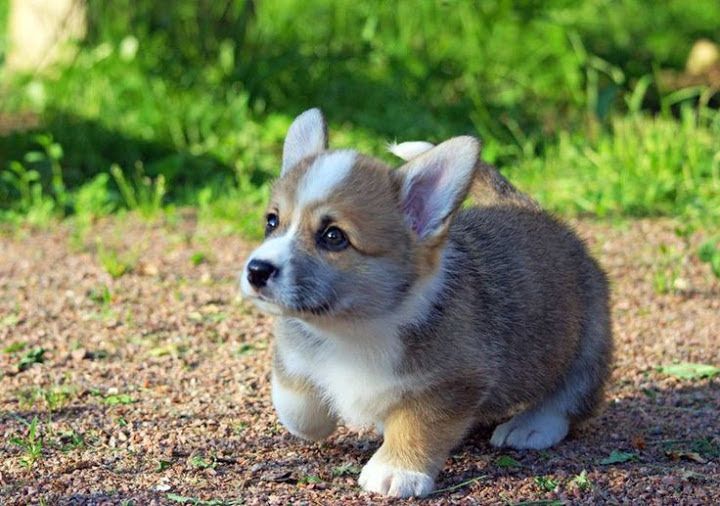 Corgi price range. How much do Corgis cost. Where to buy a Corgi puppy?