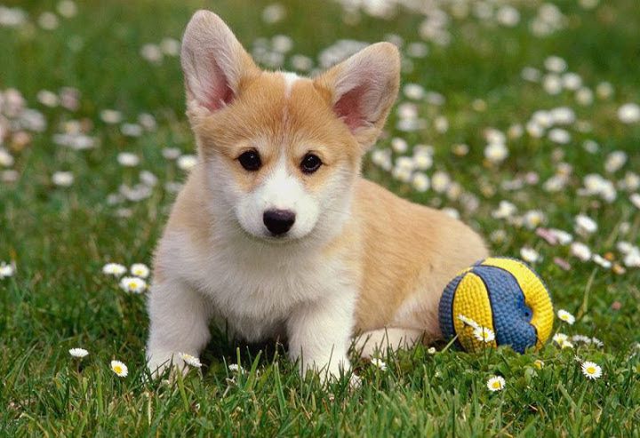 Corgi price range. How much do Corgis cost. Where to buy a Corgi puppy?