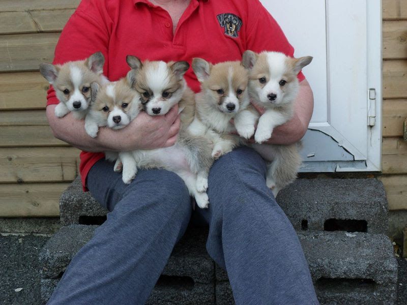 Corgi price range. How much do Corgis cost. Where to buy a Corgi puppy?