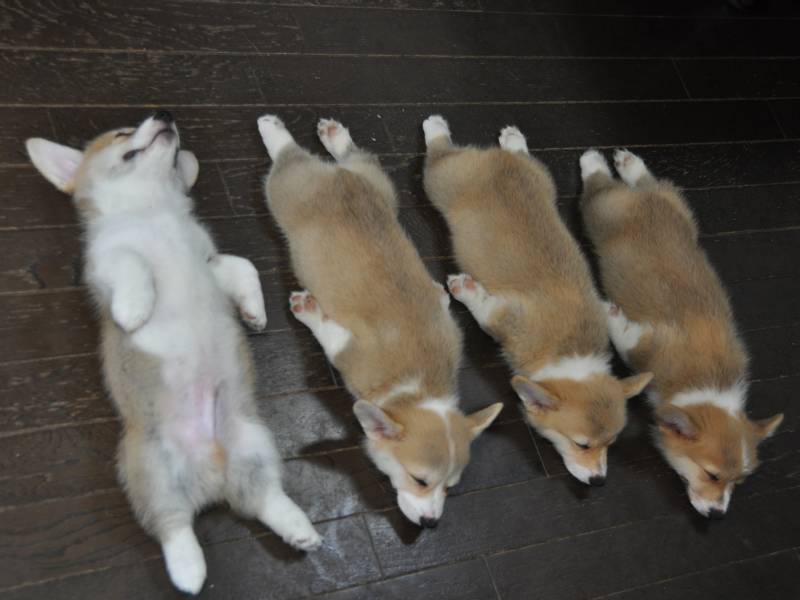 Corgi price range. How much do Corgis cost. Where to buy a Corgi puppy?