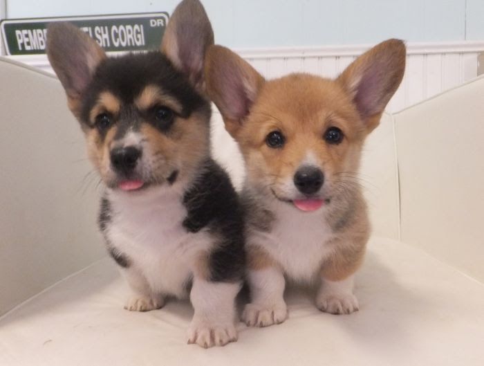 Corgi price range. How much do Corgis cost. Where to buy a Corgi puppy?