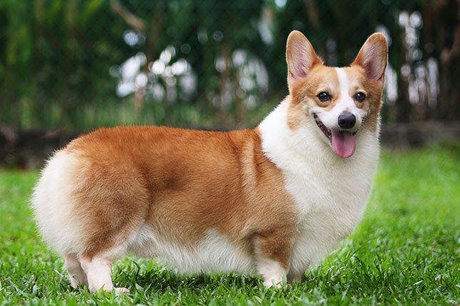 Corgi price range. How much do Corgis cost. Where to buy a Corgi puppy?