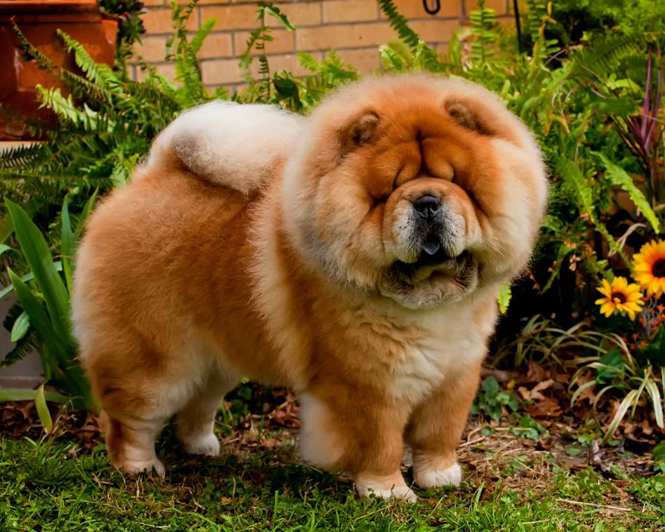 Cross B Chows - Breeder in Kansas. Chow puppies for sale in Cross B