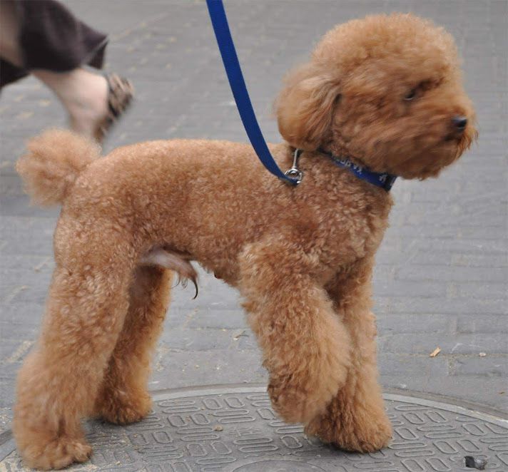 how much is a micro poodle cost