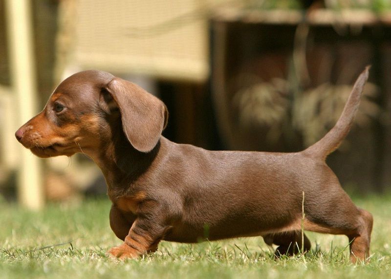 Dachshund puppies price range. How much does a Dachshund Puppy Cost?