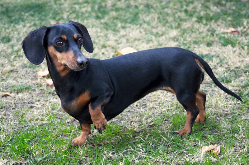 Dachshund puppies price range. How much does a Dachshund cost?