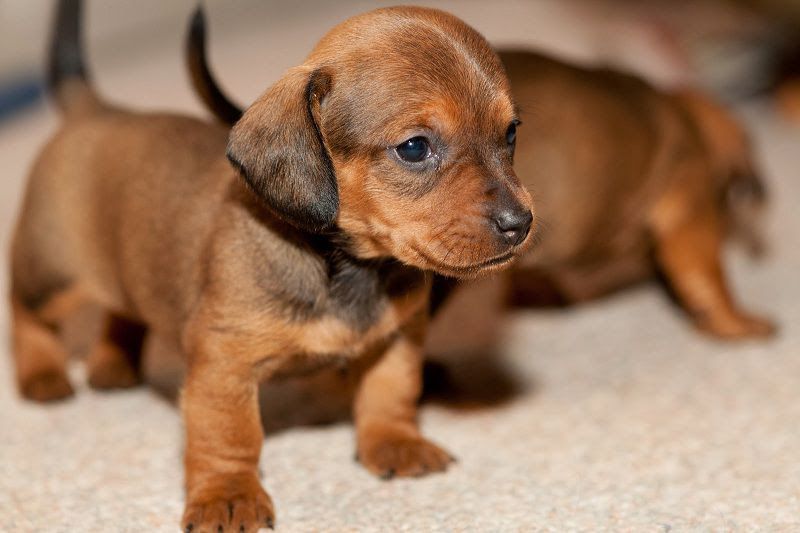 Dachshund puppies price range. How much does a Dachshund cost?