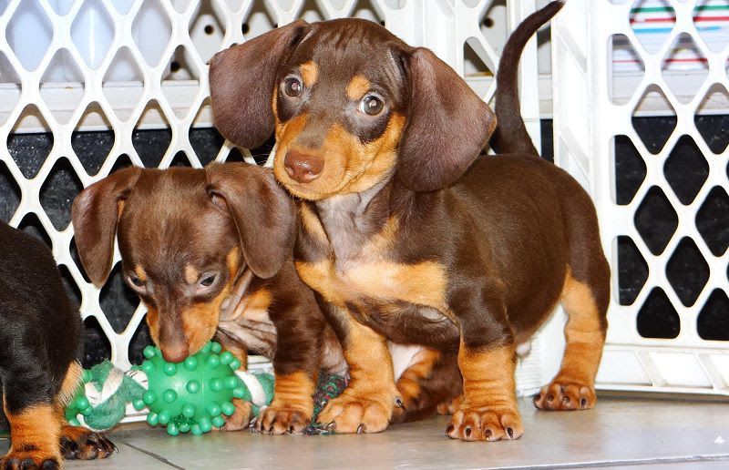 Dachshund puppies price range. How much does a Dachshund cost?