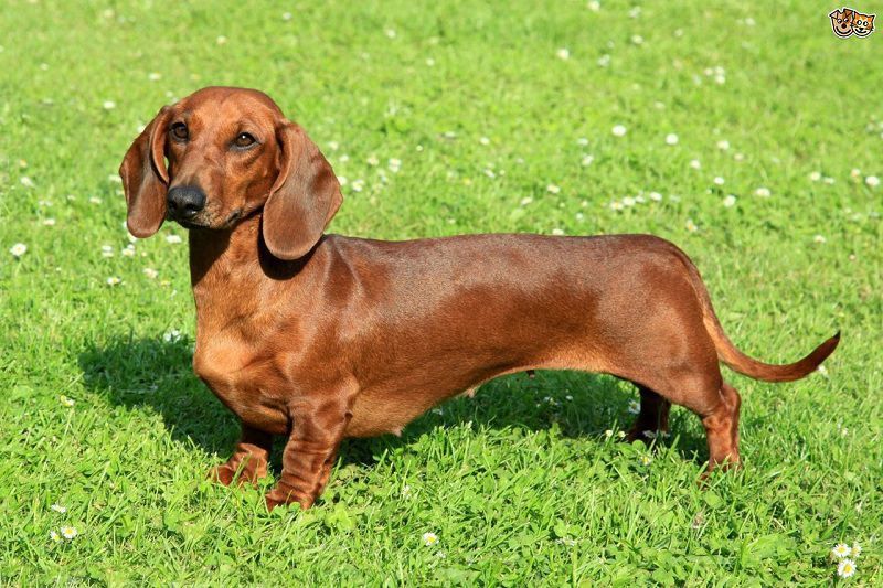 Dachshund puppies price range. How much does a Dachshund cost?