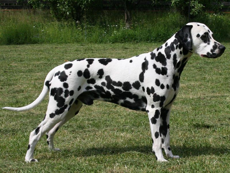 Dalmatian dog price range. Dalmatian puppies for sale price & cost?