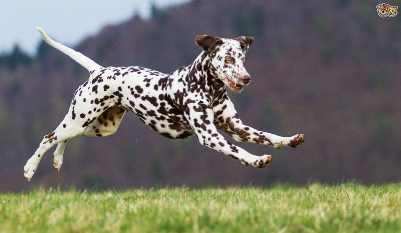 Dalmatian dog price range. Dalmatian puppies for sale price & cost?