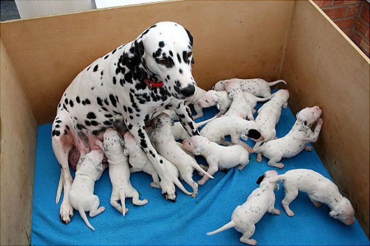 Dalmatian dog price range. Dalmatian puppies for sale price & cost?