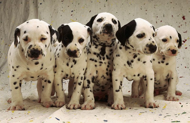 Dalmatian dog price range. Dalmatian puppies for sale price & cost?