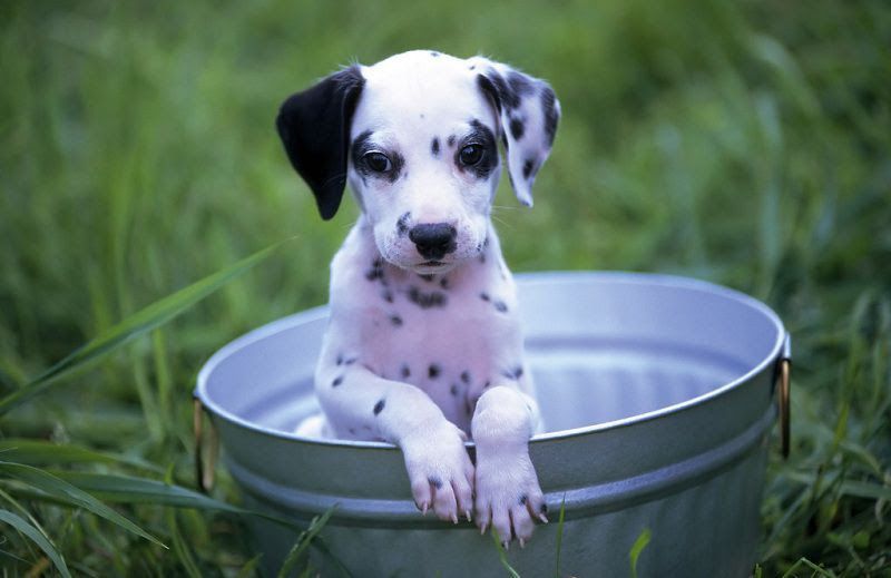 Dalmatian dog price range. Dalmatian puppies for sale price & cost?