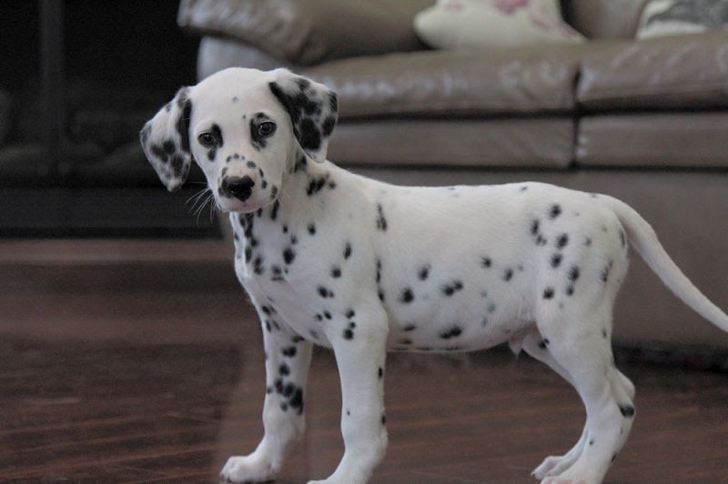 Dalmatian dog price range. Dalmatian puppies for sale price & cost?