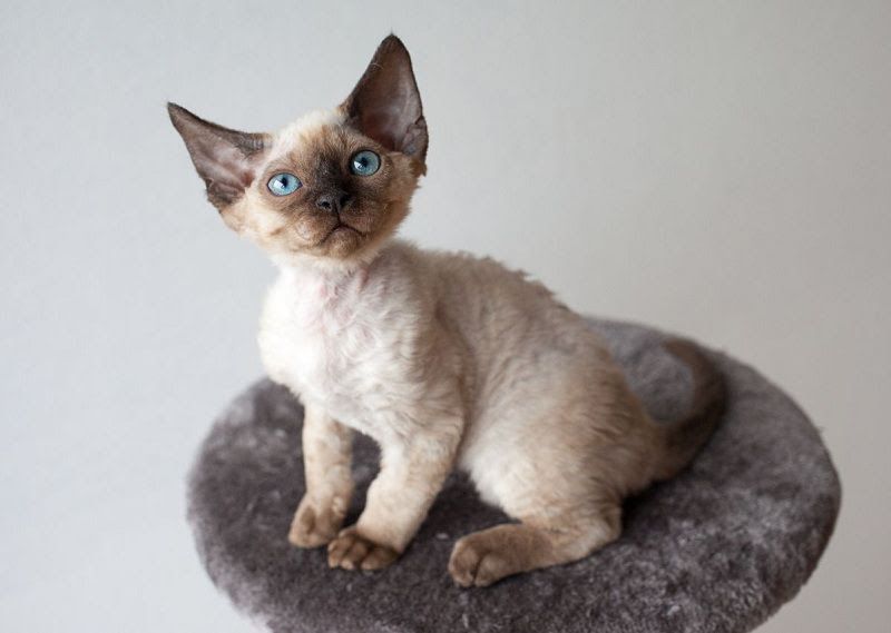 Devon Rex price range. Where to find Devon Rex kittens for sale?