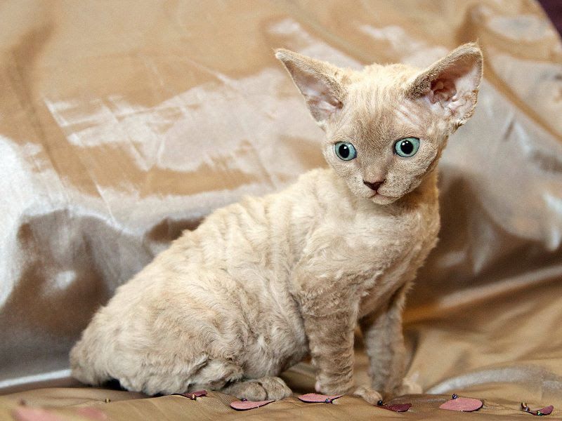 Devon Rex price range. Where to find Devon Rex kittens for sale?