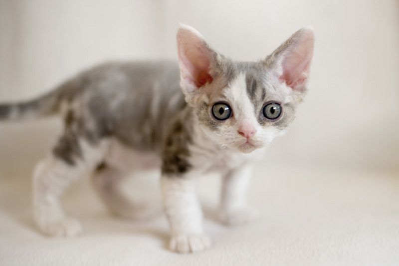 Devon Rex price range. Where to find Devon Rex kittens for sale?