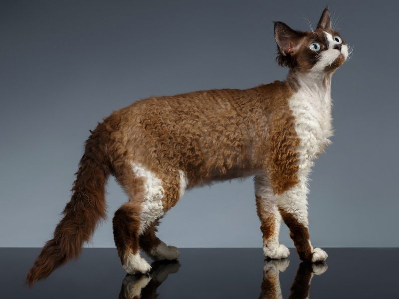 Devon Rex price range. Where to find Devon Rex kittens for sale?