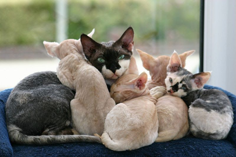 Devon Rex price range. Where to find Devon Rex kittens for sale?