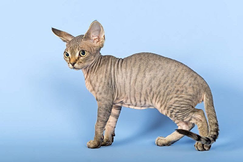 Devon Rex price range. Where to find Devon Rex kittens for sale?