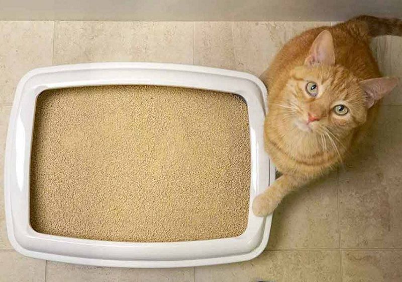 What Is the Difference Between Clumping and Non-Clumping Cat Litter?