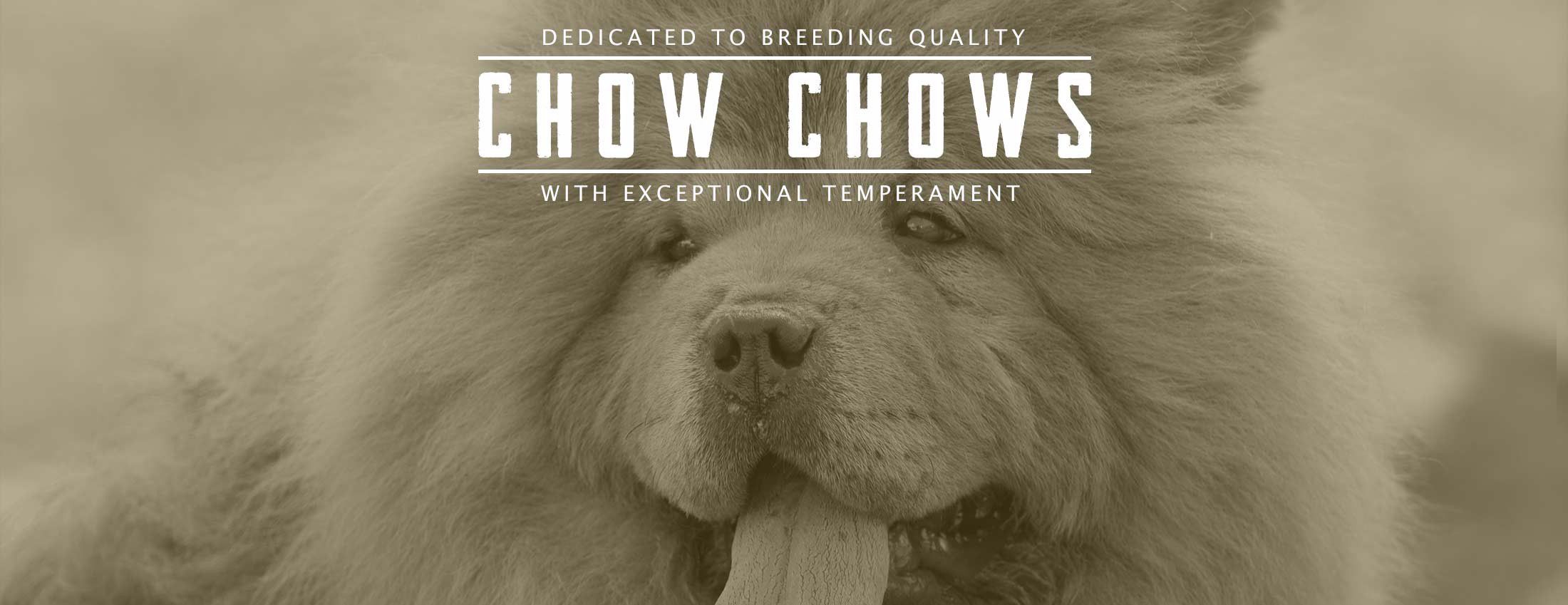 D&M Farm Kennel - Chow breeder in Ohio. Chow puppies for sale in D&M Farm