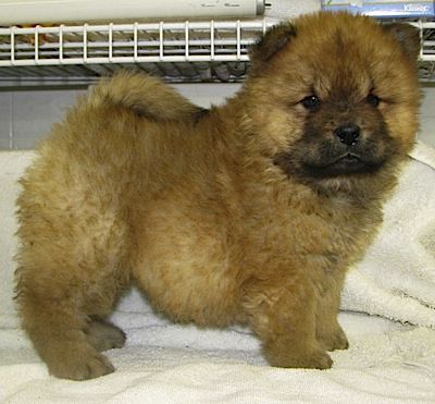 D&M Farm Kennel - Chow breeder in Ohio. Chow puppies for sale in D&M Farm