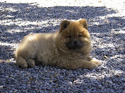 D&M Farm Kennel - Chow breeder in Ohio. Chow puppies for sale in D&M Farm