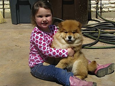 D&M Farm Kennel - Chow breeder in Ohio. Chow puppies for sale in D&M Farm