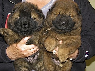 D&M Farm Kennel - Chow breeder in Ohio. Chow puppies for sale in D&M Farm